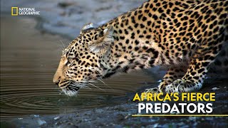 Africa’s Fierce Predators  Africas Deadliest  हिंदी  Full Episode  S2  E3  Nat Geo [upl. by Mohammad]