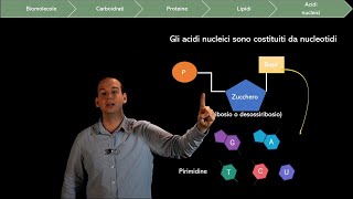 Le Biomolecole i Lipidi e gli Acidi Nucleici [upl. by Stacia]