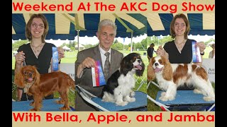 Weekend At The AKC Dog Show May 2022 [upl. by Casimire]