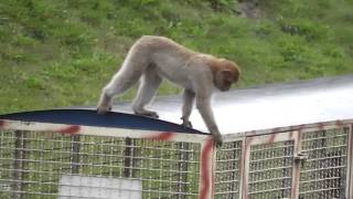 Zoo Safaripark Stukenbrock  Kleiner Affe sieht in Besucherzug [upl. by Dielu]