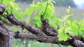 Roccapesta  Larte del Sangiovese in Maremma Toscana [upl. by Skinner]