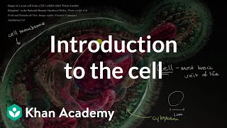 Introduction to the cell  Cells  High school biology  Khan Academy [upl. by Iba]