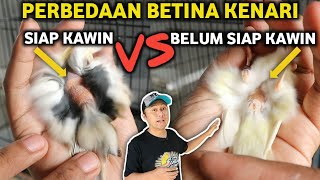 TIPS TERNAK‼️Membedakan betina Kenari siap ternak dan belum siap ternak [upl. by Andrews610]