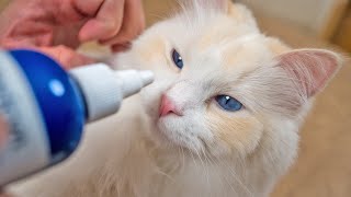 How to Clean Your Cats Eyes 7 Step Tutorial  The Cat Butler [upl. by Gut]