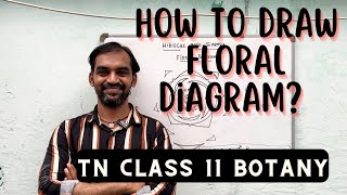 How to draw Floral Diagram  Hibiscus rosasinensis  TN Class 11 Botany [upl. by Georgine]