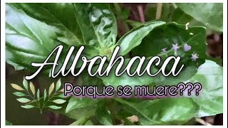 ALBAHACA 🌿 el SECRETO está en sus FLORES albahaca cuidadosprincipiantes [upl. by Ardie263]