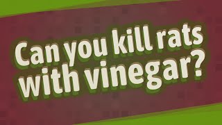 Can you kill rats with vinegar [upl. by Haldis245]