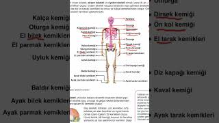 İnsan iskeleti  ayt biyoloji [upl. by Norm]