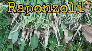 Raponzolo o Raperonzolo Campanula rapunculus 🌿 [upl. by Revolc]