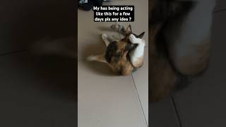 My cat keep acting like this for days now  any idea what the problem is [upl. by Ettenig]