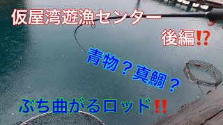 仮屋湾遊漁センター‼️ 爆釣 後編⁉️ [upl. by Liva]