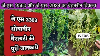 Js 2303 Soybean Variety  जे एस 2303 वैरायटी  Soybean New Variety Js 2303 [upl. by Aneliram]