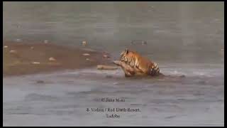 today kabini sighting tiger youtube viral videos youtube [upl. by Iclehc]