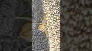 Got to show my son a crab spider 🦀 🕷️ Nature Spiders Bug Wildlife Outside Arachnid spider [upl. by Acyssej]