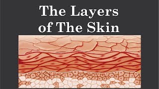 The Integumentary System The Skin [upl. by Avilo]