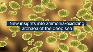 New insights into ammoniaoxidizing archaea in deepsea methane seep sediments [upl. by Sadoc568]