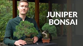 Juniper Bonsai tree care [upl. by Morganica716]