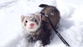 Ferrets Playing in The Snow For The First Time [upl. by Ahsienroc]