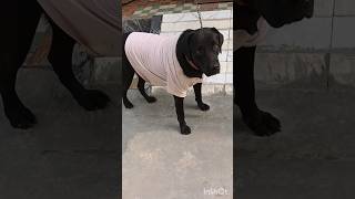 Pakad lete to bahaut pelte labralovers dogowner petowner doglover funnydog comedy [upl. by Janiuszck]