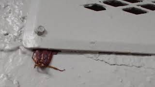 American Roaches Only Need This Much Gap To Get Into Your Home [upl. by Drummond516]