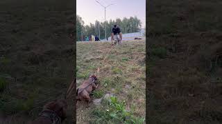 Pitbull vs Staffordshire питбультор pitbullдрессировкасобак [upl. by Ecinna]