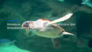 How Plastic Pollution Devastates Sea Turtle Populations amp Threatens Whole Marine Ecosystems [upl. by Aneloc]