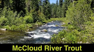 McCloud River Trout Fishing [upl. by Nahgem242]