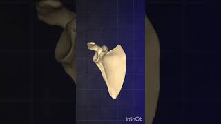 The 6 Types of Bones in 1 min [upl. by Pegma]