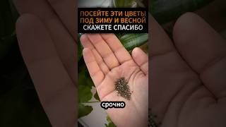 Посейте эти цветы под зиму и весной скажете спасибо plants садовод растения комнатныецветы [upl. by Latsyek]