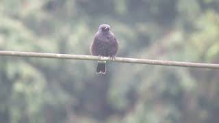 Pied Bush Chat Saxicola caprata Angkhang Royal Agricultural Station Thailand 18 Sept 2024 44 [upl. by Giacomo]