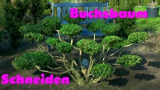 Buchsbaum Buxus Boxwood neu gestalten re style 2 [upl. by Ahsyat]