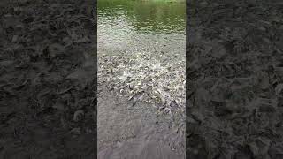 Many fish fishing viralvideo shorts [upl. by Aonian]