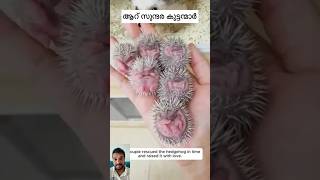 Hedgehog accident shorts germany kerala highlight subscribers [upl. by Lerraf222]