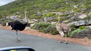 Cape of Good Hope South Africa Pooping Ostrich Pštrosí páreček [upl. by Goldsworthy]