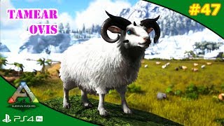 TAMEAR OVIS  ARK Survival Evolved 47  Servidor Oficial PVE [upl. by Amihc461]