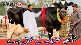 Madina dairy farm Australian friesian cross cows for sale in punjab top class bread hfcows [upl. by Rao]