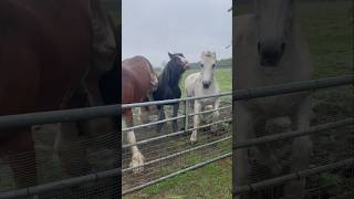 Horses Have a Funny Way of Dealing with Anger Issues [upl. by Freyah]