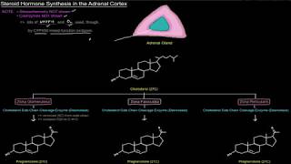 Steroid Hormone Synthesis in the Adrenal Cortex free sample [upl. by Siari576]