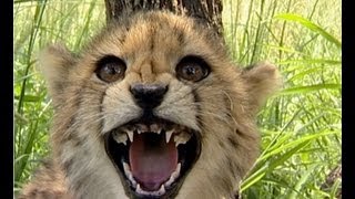 🐆 Cute Cheetah Cubs Hissing at Camera [upl. by Romeyn]