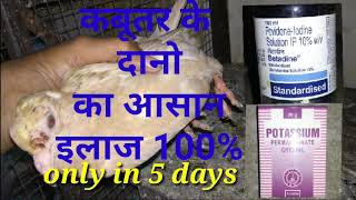 part 1treatment of pigeon pox in hindi  कबूतर के दानो का इलाज 100 ठीक हो जाएगा।4 [upl. by Savanna40]