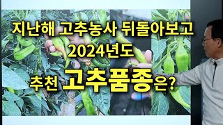 지난해 고추농사 뒤돌아보고 2024년도 추천 고추품종은 [upl. by Adelice944]