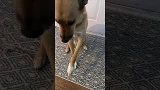 I tried to get my dog to put his paw up but he did it [upl. by Mumford]