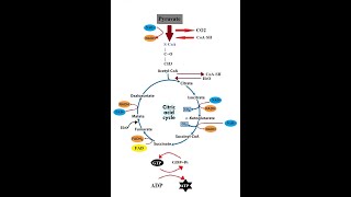 Krebs Cycle  Kreb Cycle  TCA Cycle  Citric Acid Cycle  Cellular Respiration [upl. by Borchers]