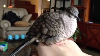 Necco the Inca dove makes his quotno hopequot call [upl. by Randell]