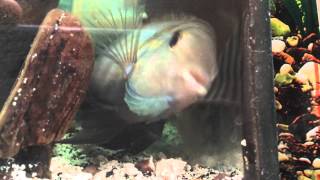 Male Convict Cichlid trying to kill female to save fry [upl. by Chinua]