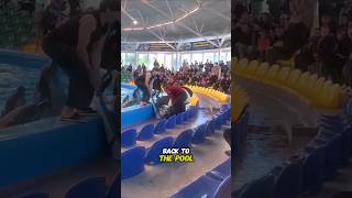 Poolside Dolphin Rescue 😱 shorts dolphin rescue [upl. by Oriaj]