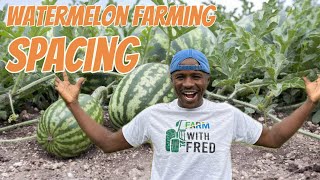 Maximize your Watermelon farming yield Master spacing and the best furrows design [upl. by Dreyer638]