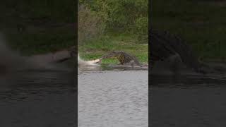 Crocodile feeding on an impala⁠ 🐊 [upl. by Cattier606]