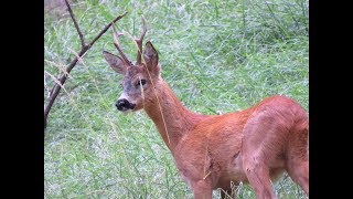 Il CAPRIOLO un amico delle nostre foreste [upl. by Ramled]