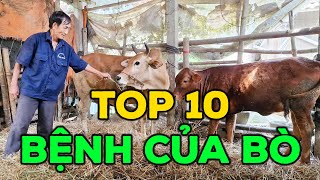 Top 10 Loại Bệnh Phổ Biến Ở Bò Và Chi Tiết Về Cách Chữa Trị [upl. by Niall]